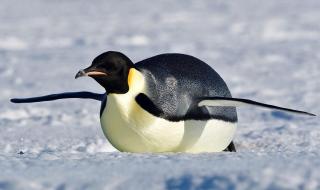 北极有什么企鹅 北极有没有企鹅